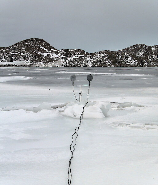 2 fluffy microphones stand in an icy landscape, pointing towards a range of mountains.