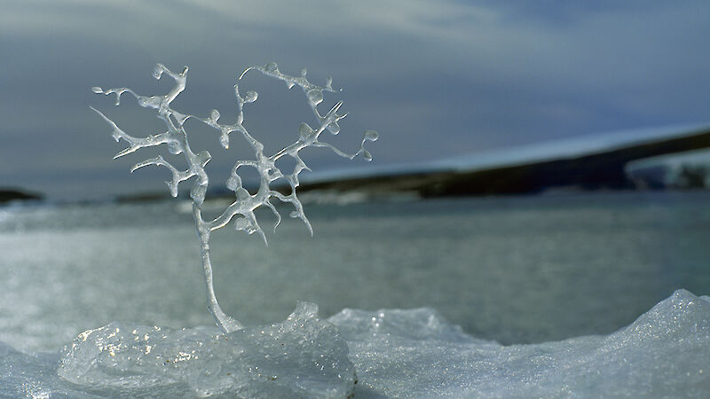 Antarctic Tree sculpture on ice