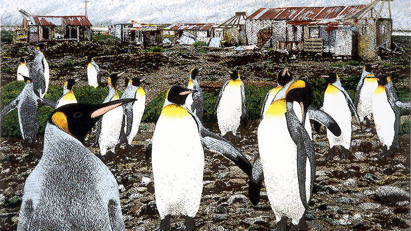 Atlas Cove illustration by Sally Robinson shows many king penguins