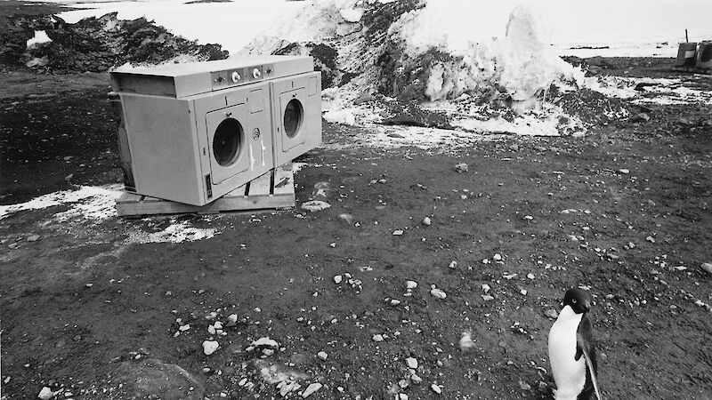 Penguin and Clothes Drier, Davis Station 1993