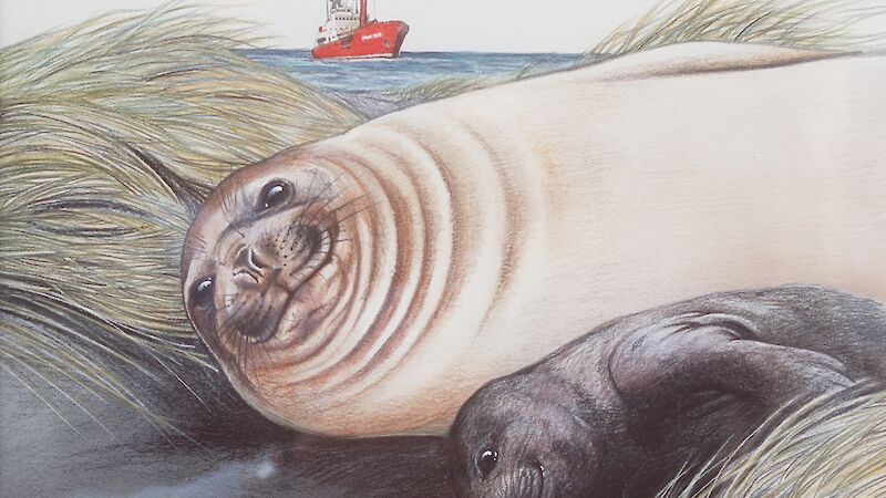Trish Hart artwork featuring an elephant seal