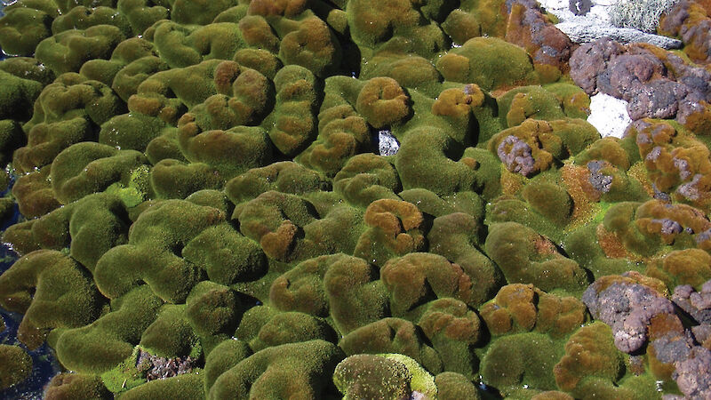 Undulating mossy turf