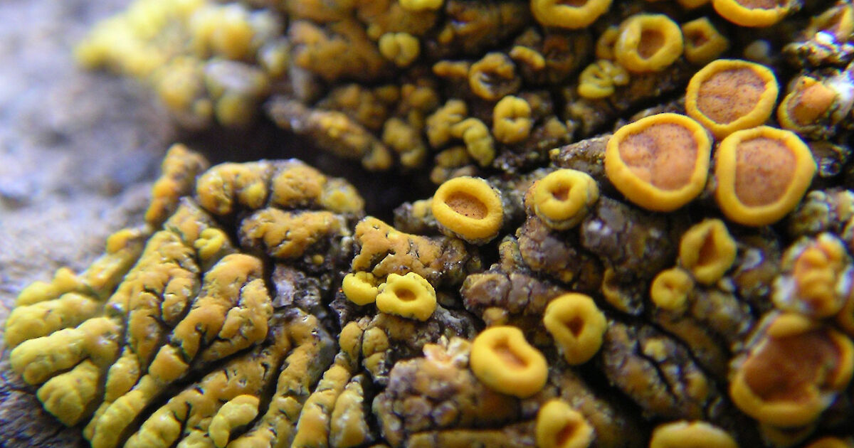 Lichens – Australian Antarctic Program