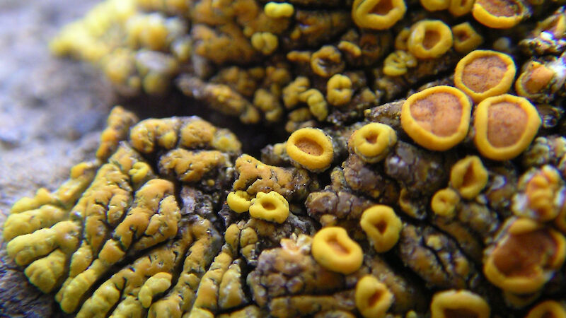 Lichens on Heard Island