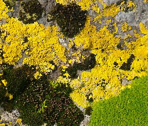 Yellow lichen and black moss on rocks
