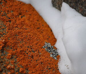 Orange lichen on icy rocks