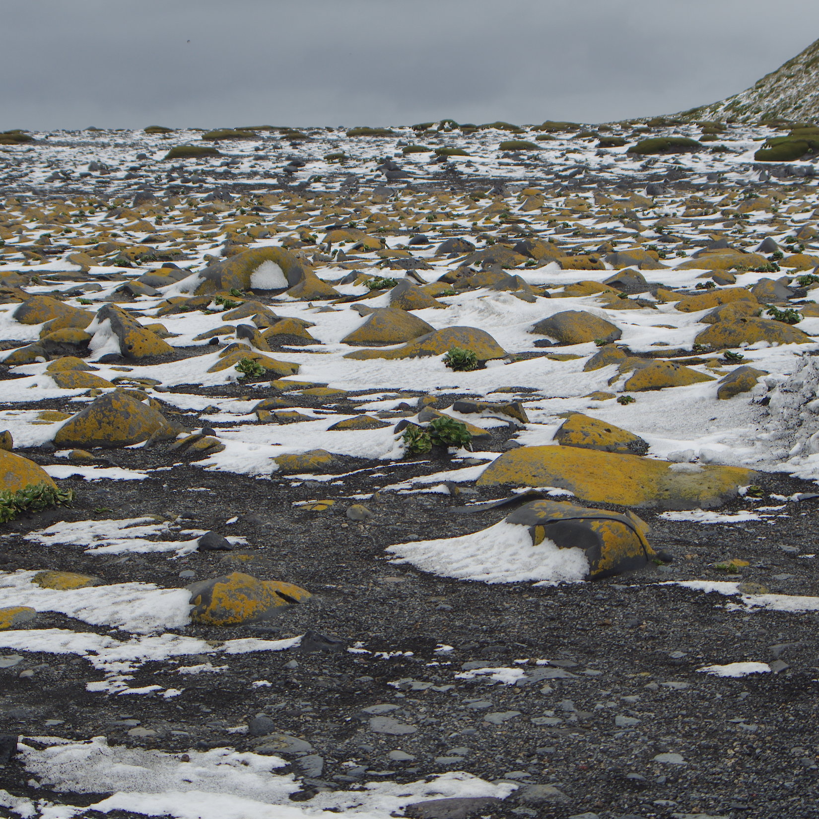 Plants photo gallery — Australian Antarctic Program