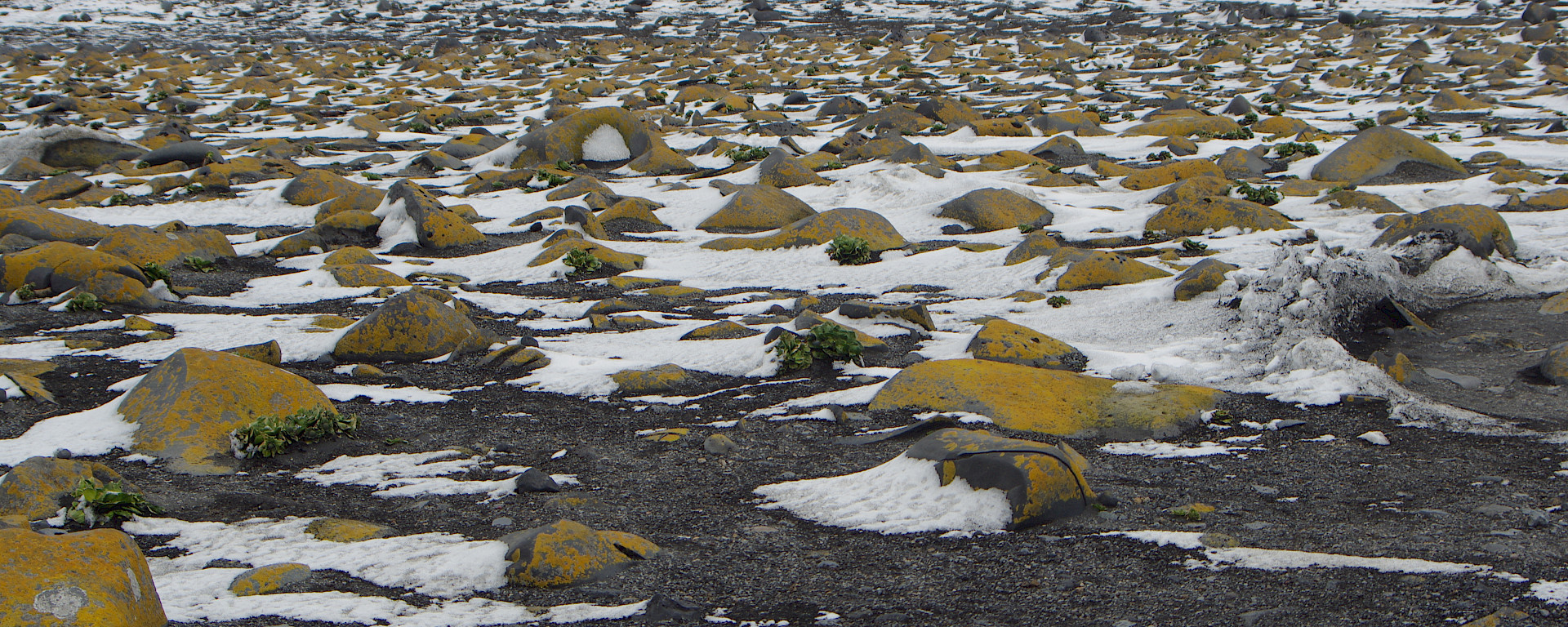 Lichen covered ventifacts on Heard Island.