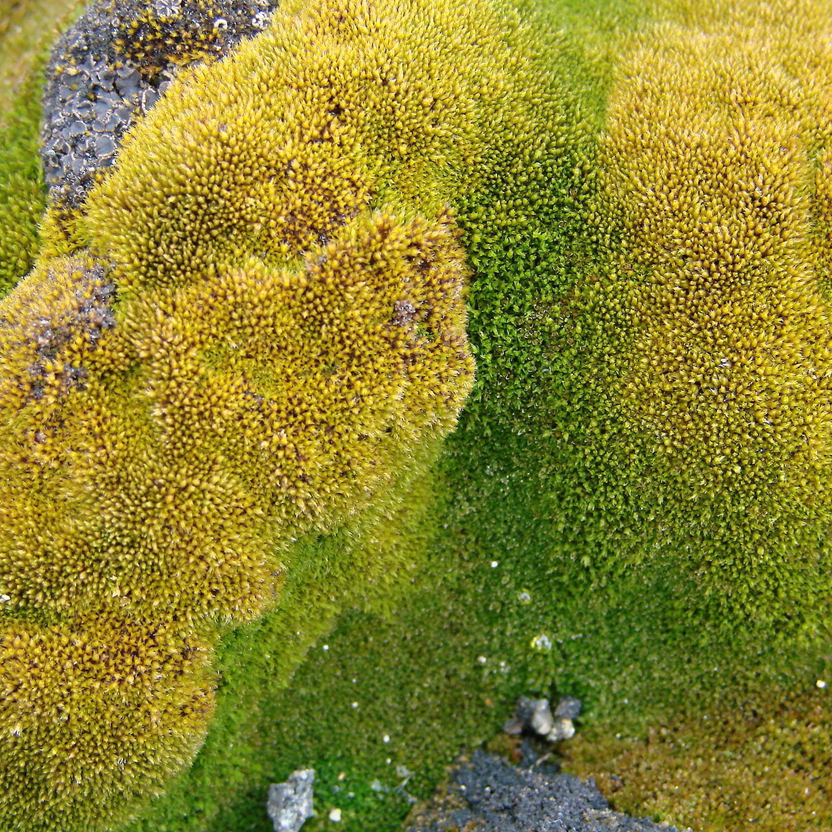 Plants photo gallery — Australian Antarctic Program