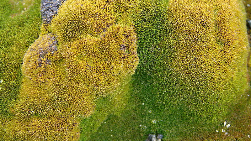 Moss on rocks at Robinson Ridge