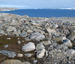 Moss among rocks