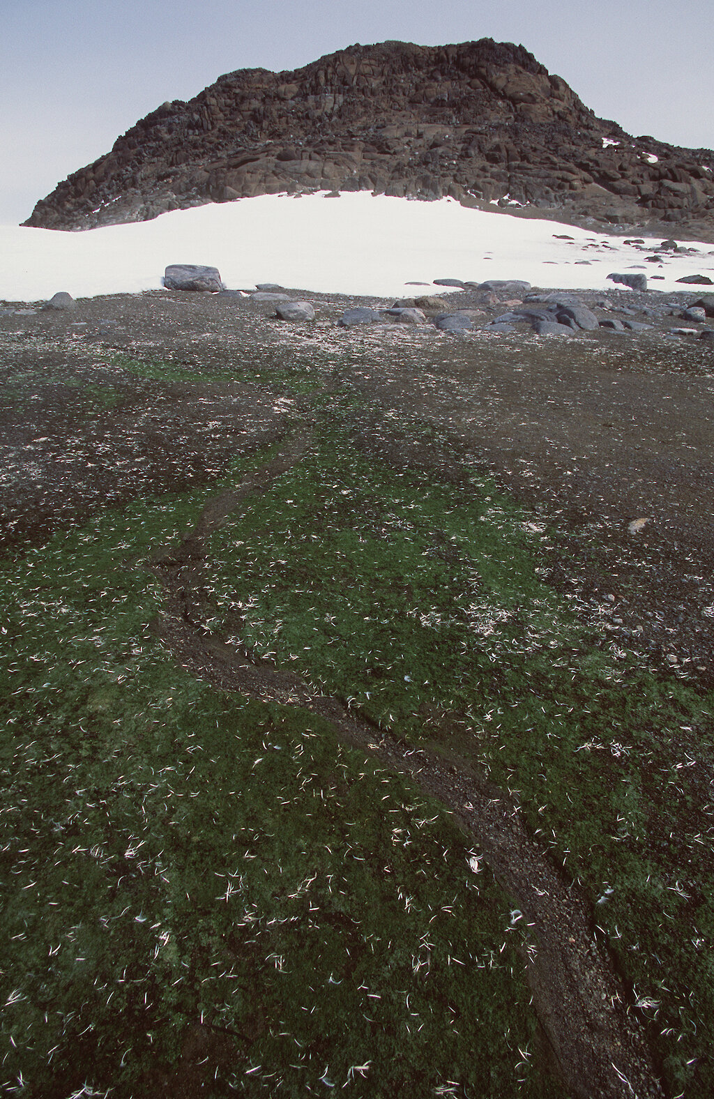 Algae — Australian Antarctic Program
