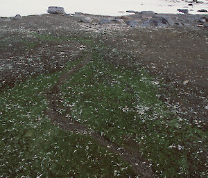 Green algae growing on soil