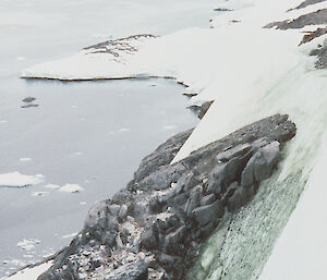 Green algae (chlorophyta) on ice, Odbert Island