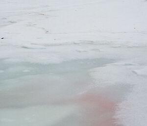 Red algae in melt stream