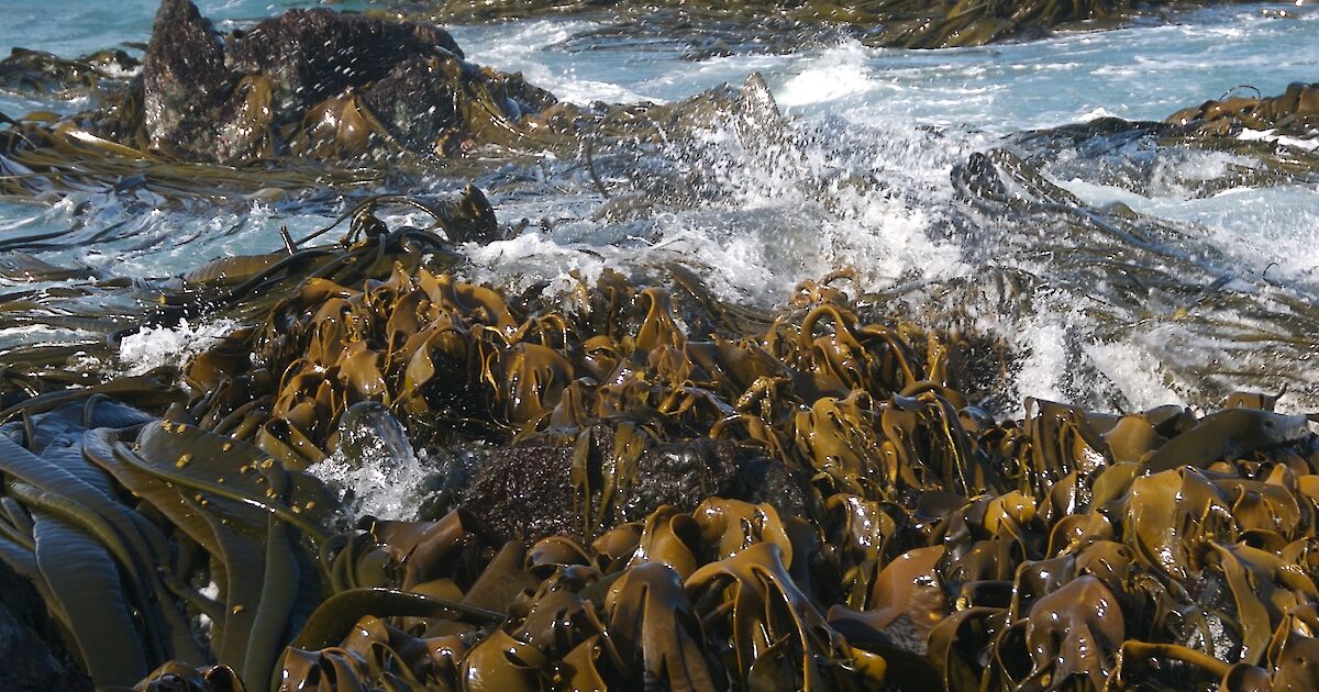 Kelp – Australian Antarctic Program