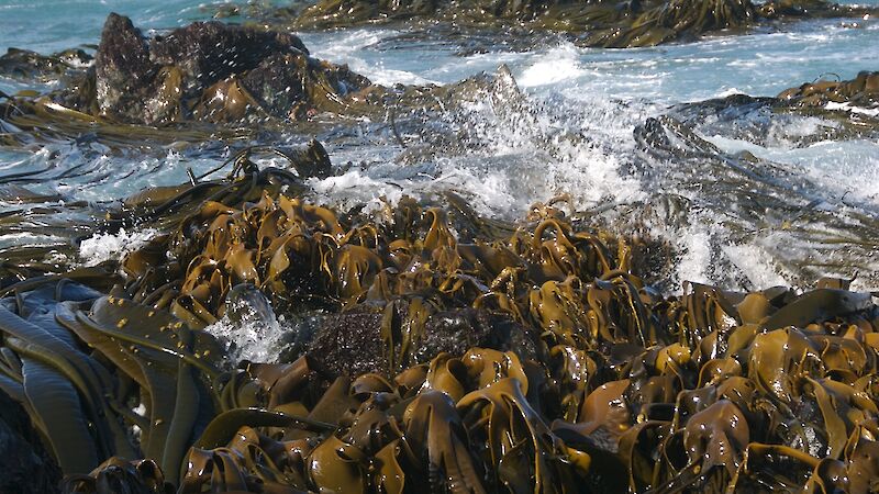 Ship on horizon with kelp on beach