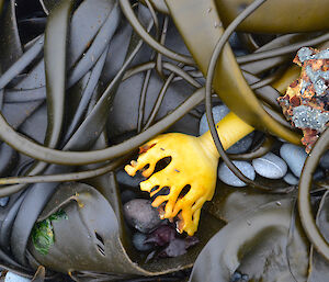 Bull kelp holdfast