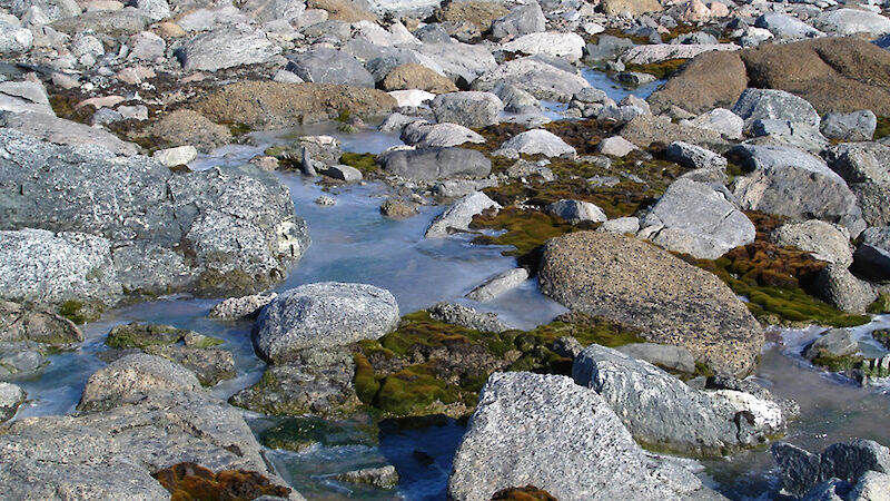 Mosses emerging from a spring melt