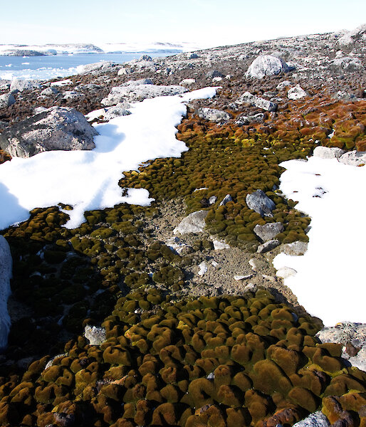 Moss surrounded by patches of snow and rocks.