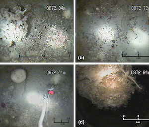 Stills of video footage of the sea floor beneath the Amery Ice Shelf