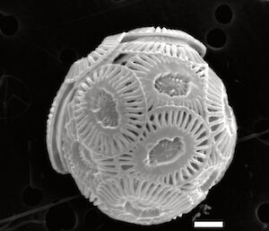 The structure of a shell under a microscope has uniformly arranged plates.