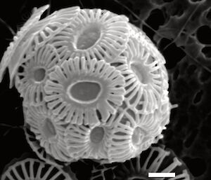 Malformed shell plates under more acidic conditions