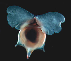 This pteropod has a red body with blue wing-like protrusions