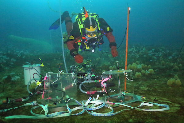 Sponges – Australian Antarctic Program