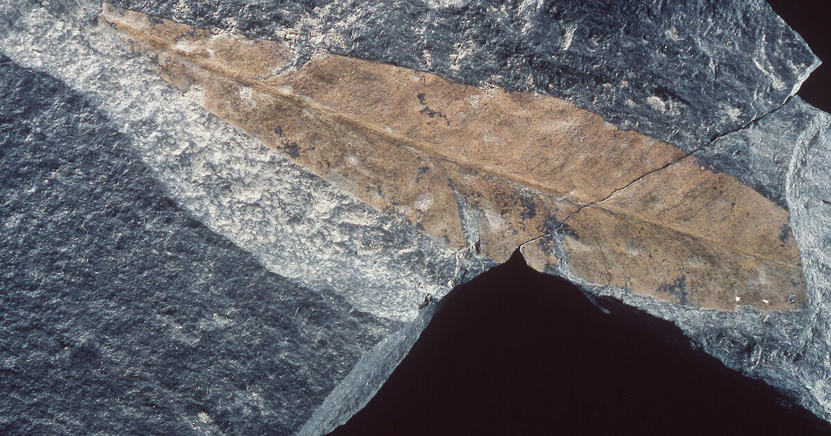 Antarctic prehistory Australian Antarctic Program