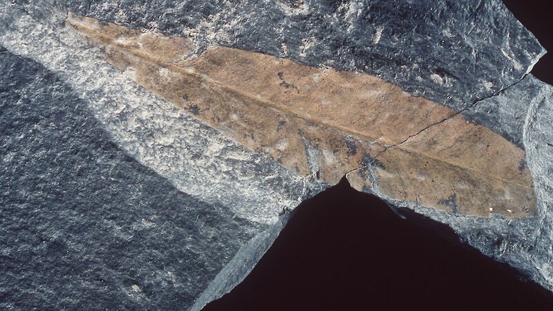 Fossil leaf embedded in rock