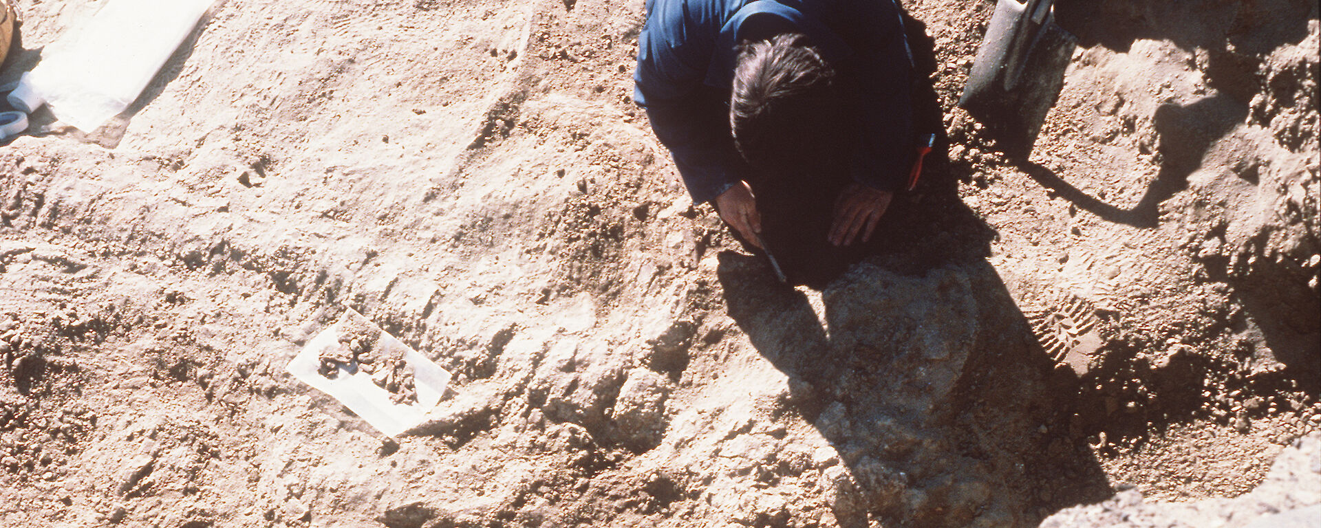 A scientist studies a fossil dolphin skeleton at Marine Plain in the Vestfold Hills