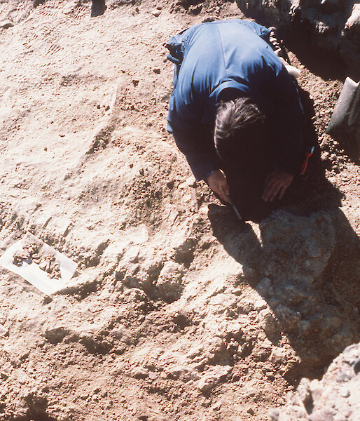 A scientist studies a fossil dolphin skeleton at Marine Plain in the Vestfold Hills