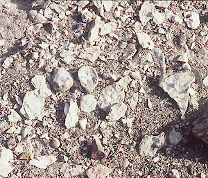 Fossil shells at Marine Plain in Antarctica