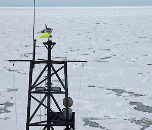 The Aurora Australis in sea ice