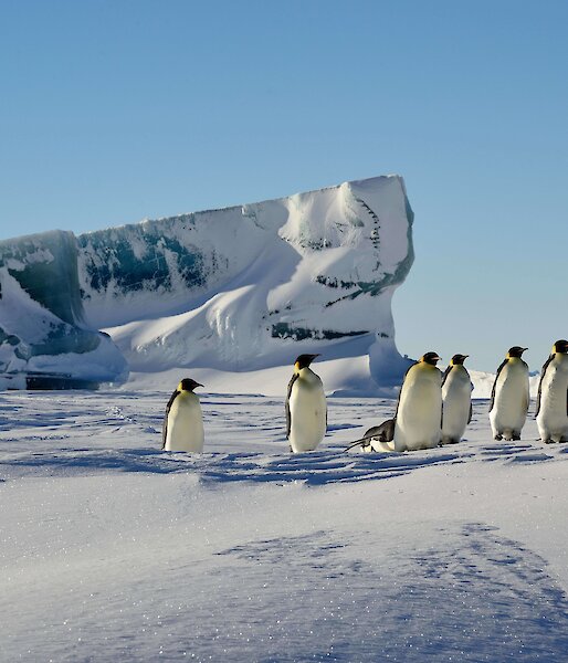 Emperor penguins and large jade iceberg behind