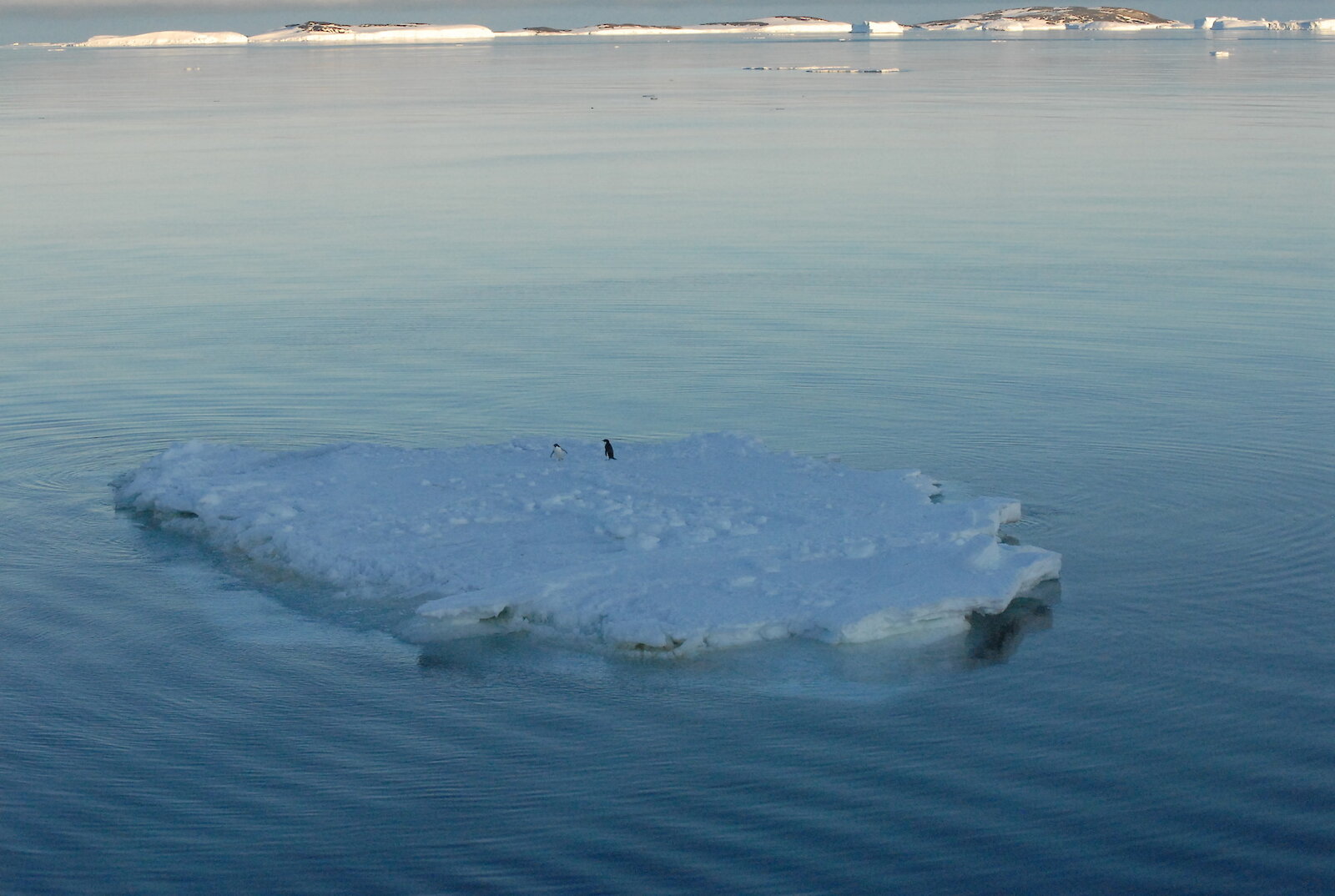 Ice floes – Australian Antarctic Program