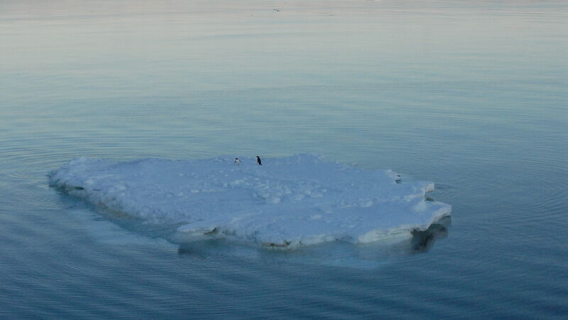 Adélie penguins on ice floe