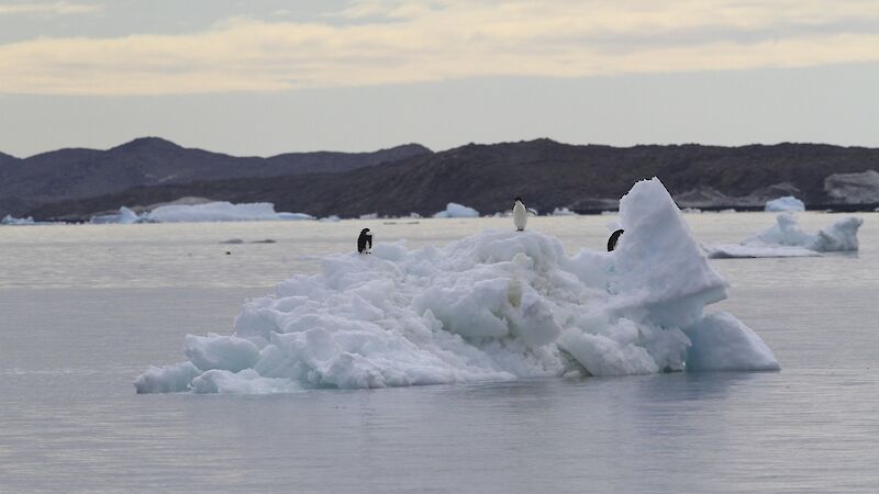 Adélie penguins on a floeberg, with the Ingrid Christensen Coast in the background.