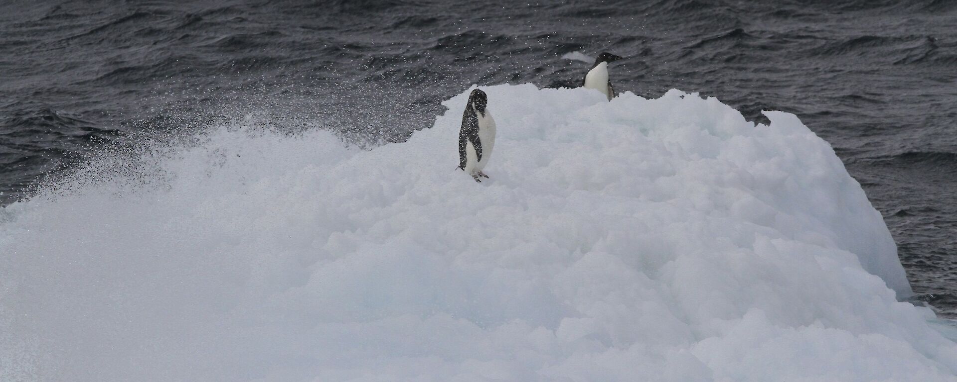 Two Adélie penguins in sea spray on brash ice