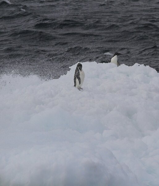 Two Adélie penguins in sea spray on brash ice