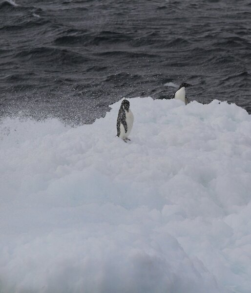 Two Adélie penguins in sea spray on brash ice