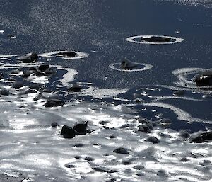Sun reflecting off water and slushy ice known as frazil ice
