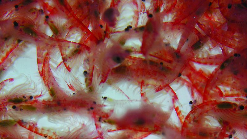 A krill sample in the laboratory.