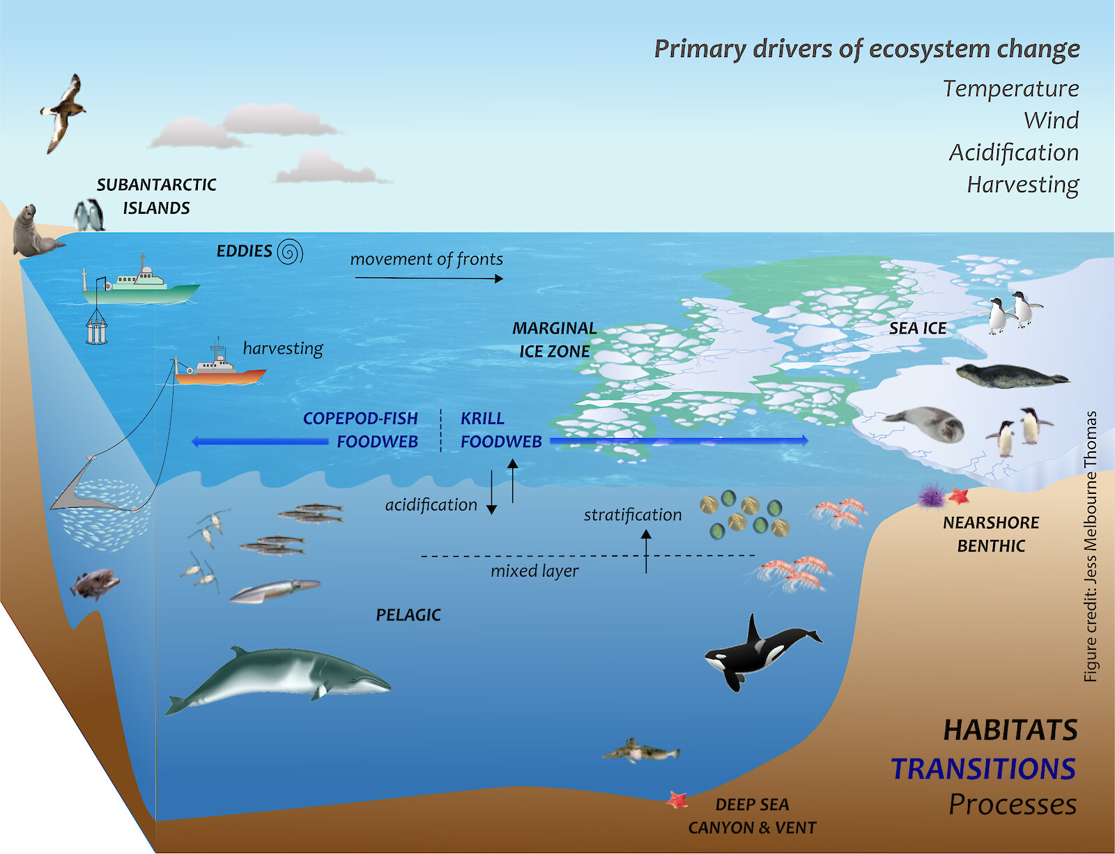 Экосистема океана