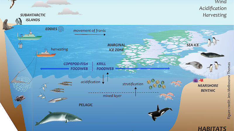 This graphic shows the environmental (physical, chemical and human) processes affecting the krill-based food web in the more southerly latitudes of the subantarctic, and the copepod-fish-based food web further north.