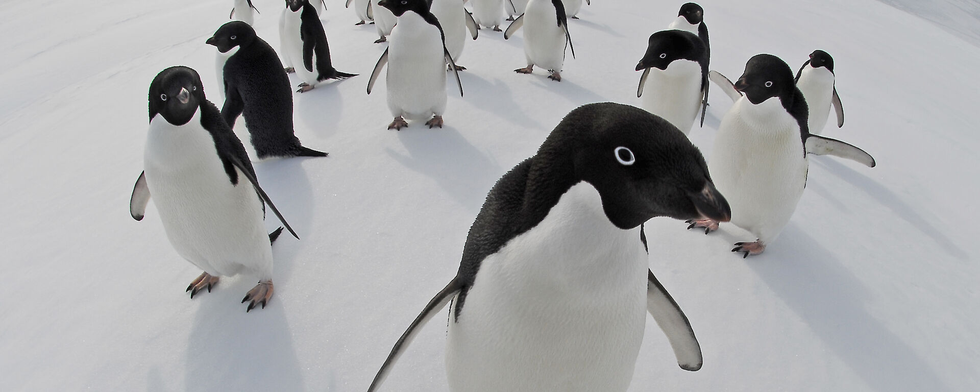 The curve of the horizon can be seen, with penguins really close to the camera lens.