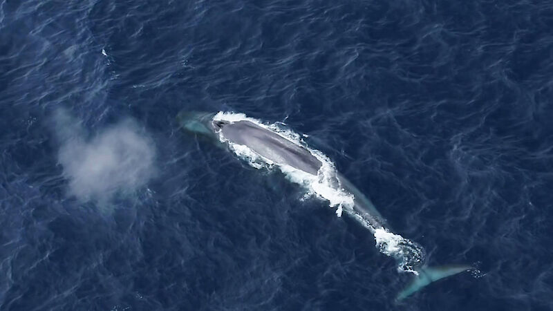 Aerial view of Antarctic blue whale