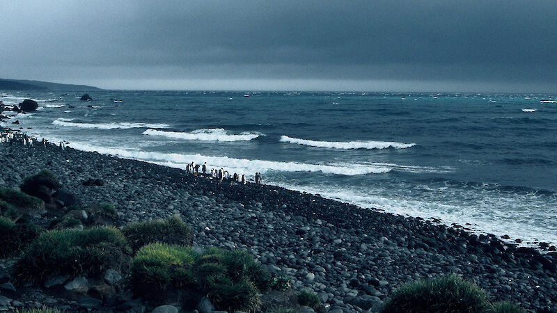 Stormy grey skies, rough sea that crashes onto a rocky shore with penguins.