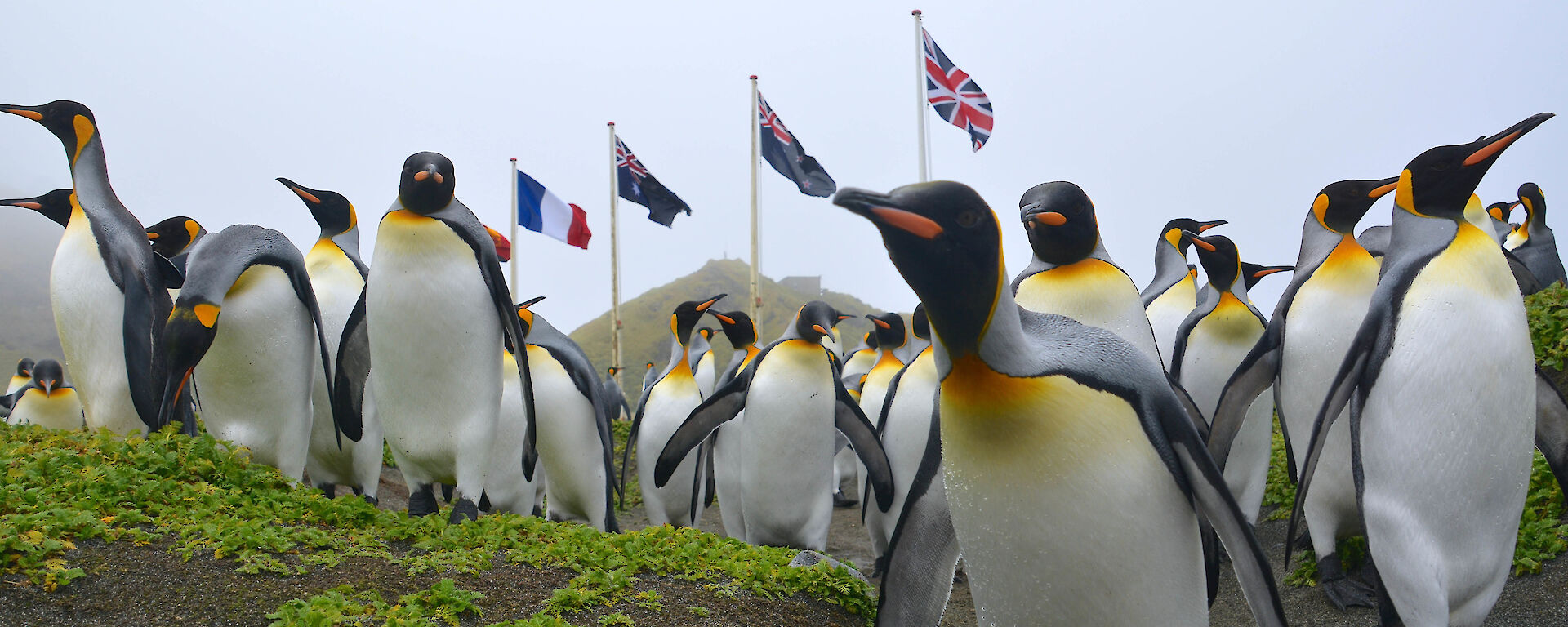 Low angle close view of large group of king penguins in front of station flagpoles